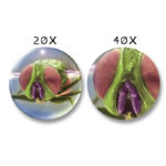 Microscop Zoomscom multicolor NAVIR - imagine 4