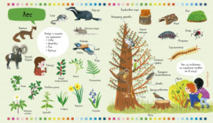 Cartea copilului. Natura si anotimpuri CLEVER — изображение 4