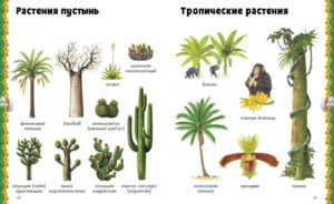 Enciclopedie despre natura CLEVER — изображение 2