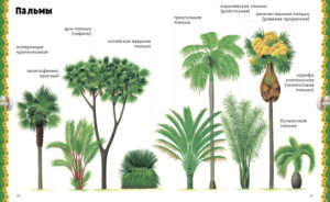 Enciclopedie despre natura CLEVER — изображение 3