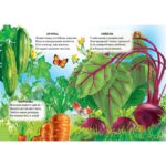 Ce creste in gradina CREDO - imagine 2