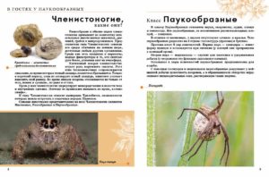 Enciclopedie Insecte TALANT — изображение 2