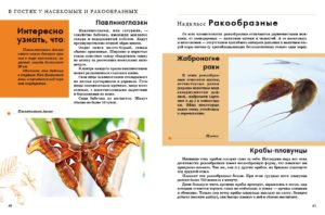 Enciclopedie Insecte TALANT — изображение 3