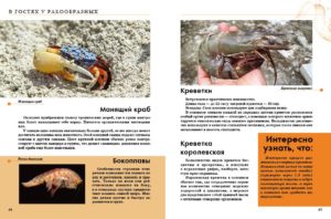 Enciclopedie Insecte TALANT — изображение 4