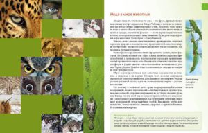 Enciclopedia pentru curiosi: Animale - Talant - imagine 3