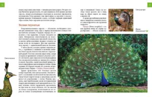 Enciclopedia pentru curiosi: Animale - Talant - imagine 4