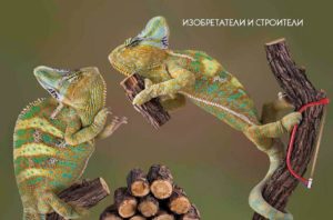 Enciclopedia pentru curiosi: Animale - inventatorii si constructorii Talant — изображение 3