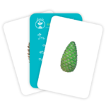 Carti de joc Montessori. Transformari din lumea vie/vocabular. GAMA, 2016. - imagine 2