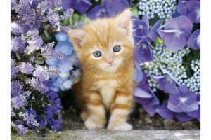 Puzzle Pisicuta 500 piese CLEMENTONI - imagine 2