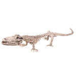 Decor - Crocodil skelet (50 x 16 cm) BOLAND