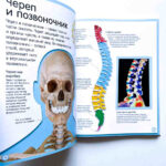 Enciclopedii uimitoare. Cum functioneaza corpul uman. Un ghid colorat pentru corpul nostru CLEVER — изображение 3