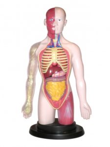 TORSUL UMAN Miniland - imagine 2