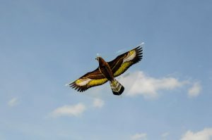 Zmeu "STEINADLER"Günther — изображение 2