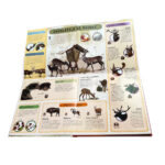 Observa animalele din padure impreuna cu Scufita Rosie, Cartego - imagine 3