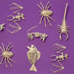Decorare pentru Halloween schelet caine 50 x 15 x 17 cm BOLAND — изображение 3