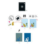 Hartie cianotip Djeco - imagine 2